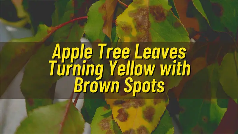 Apple Tree Leaves Turning Yellow With Brown Spots Featured Image