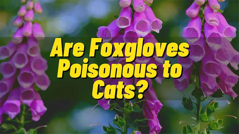 Are Foxgloves Poisonous to Cats Featured Image