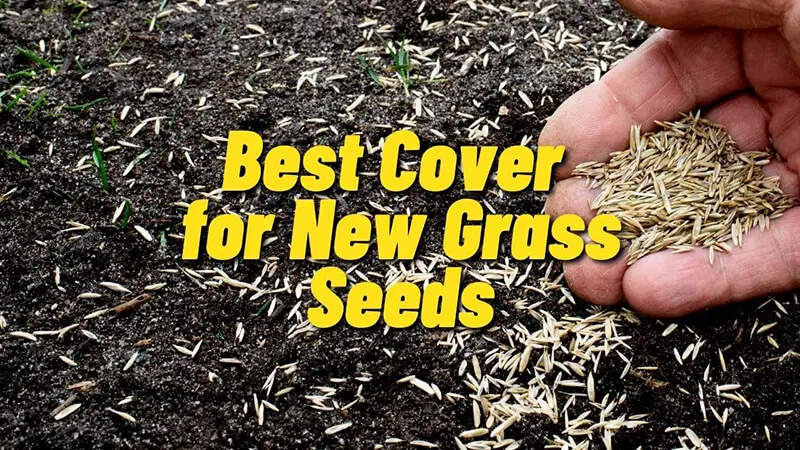 Best Cover for New Grass Seeds Image