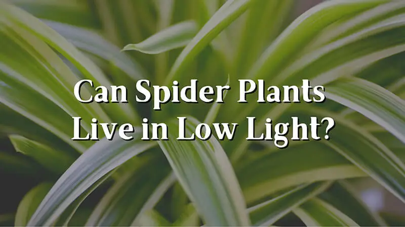 Can Spider Plants Live in Low Light Image