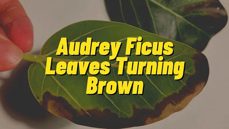 Causes and Solutions for Audrey Ficus Leaves Turning Brown