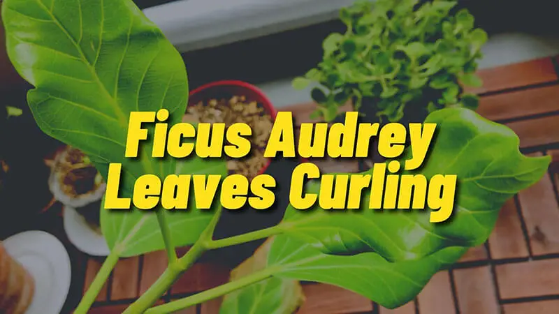 Causes and Solutions for Ficus Audrey Leaves Curling