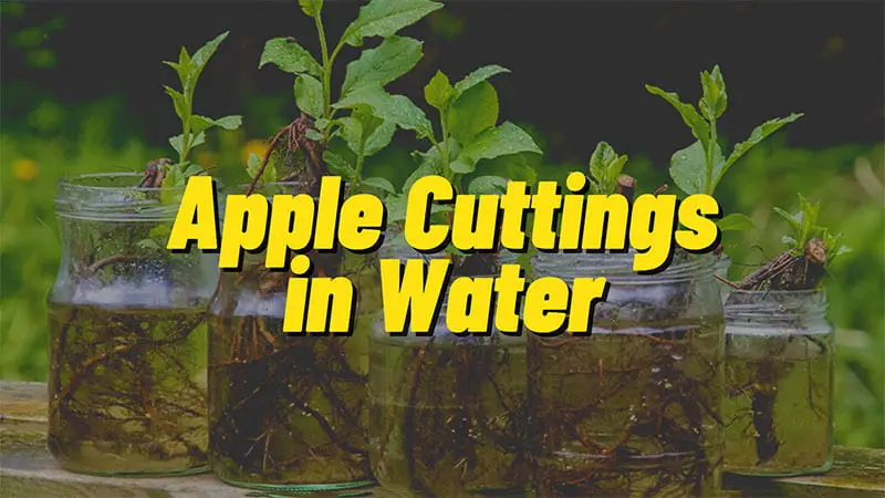 How to Root Apple Tree Cuttings in Water