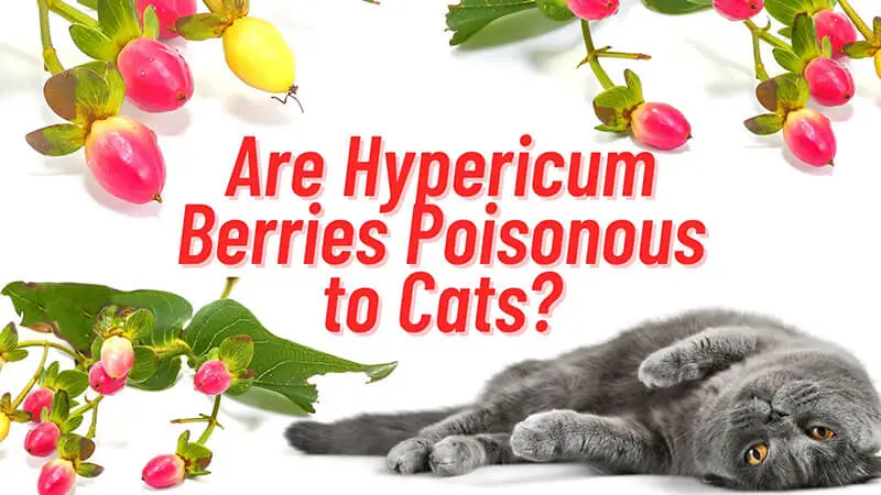 Is Hypericum Berry Poisonous to Cats