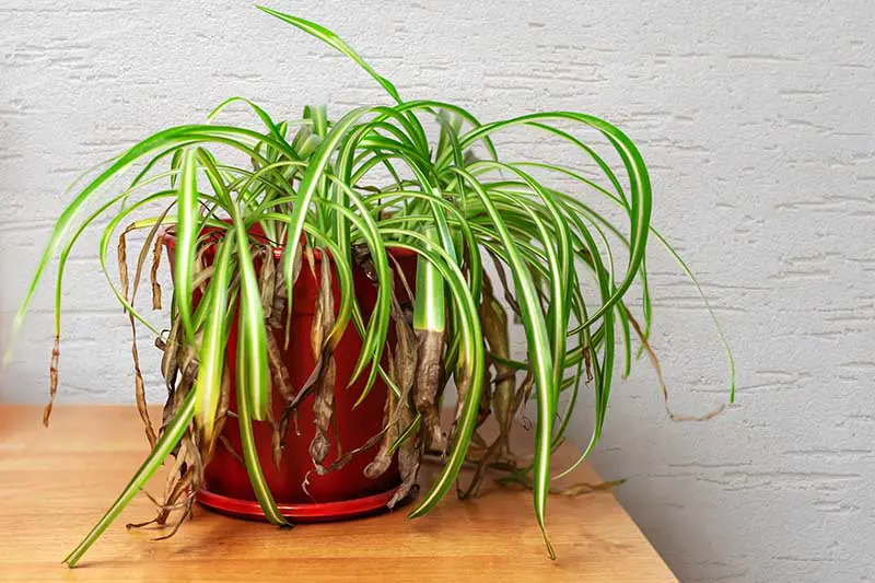 Is the Spider Plant Getting Too Much Light