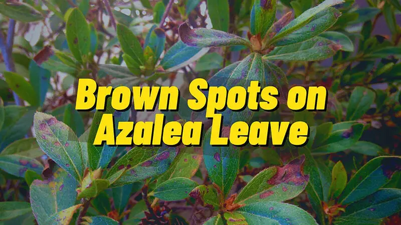 What Causes Brown Spots On Azalea Leaves