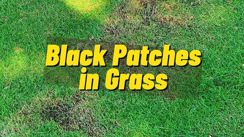 black patches in grass