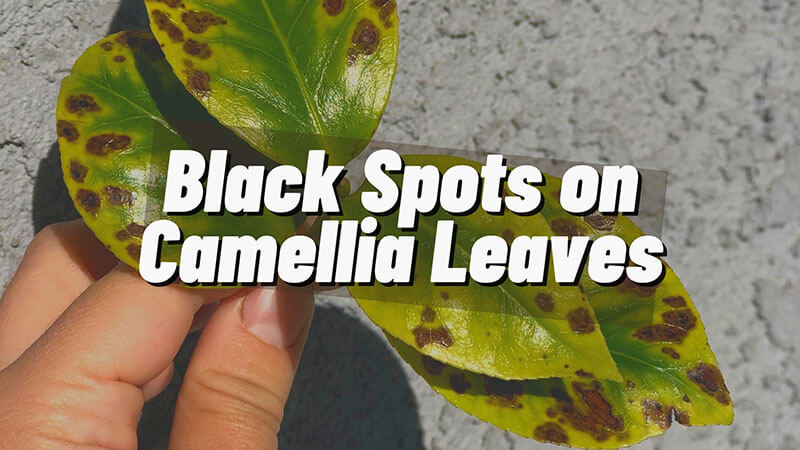 why are there black spots on camellia leaves